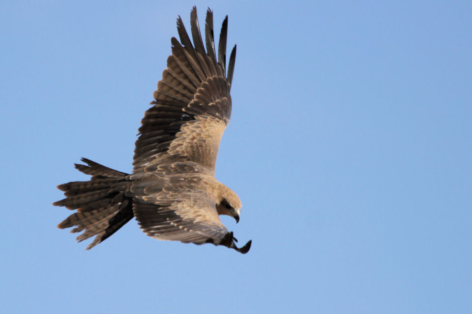 Black Kite (Milvus migrans)